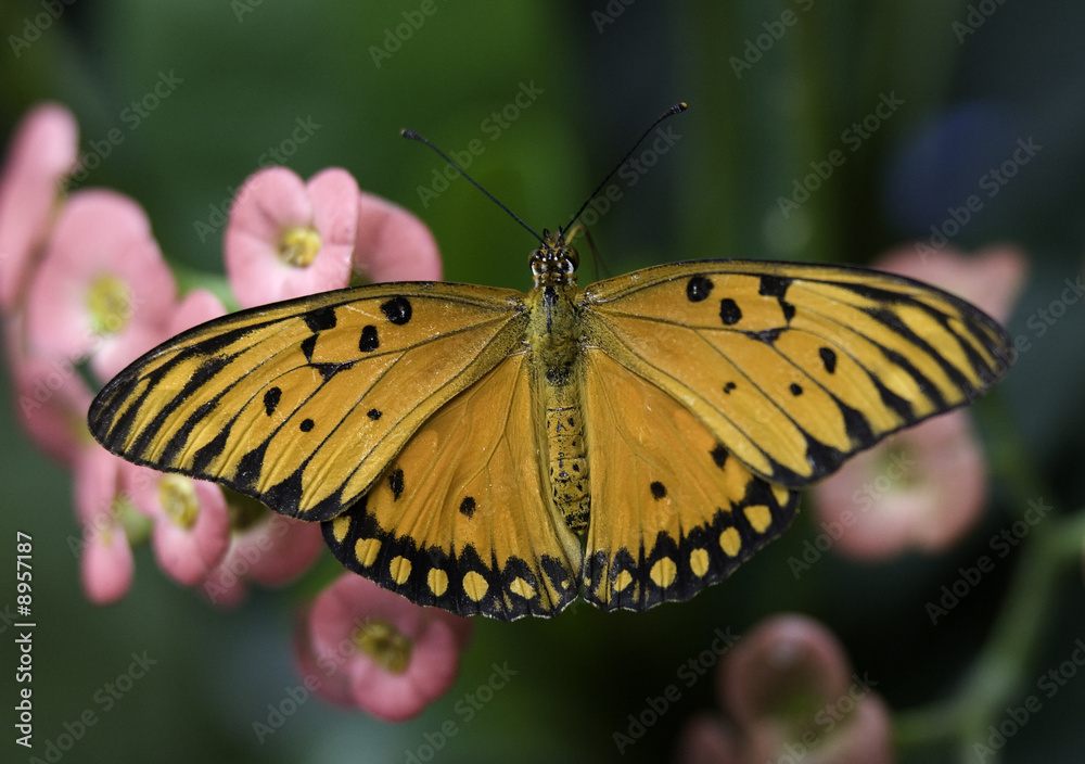 Naklejka premium Orange and Black Bush Footed Butterfly on pink blossoms