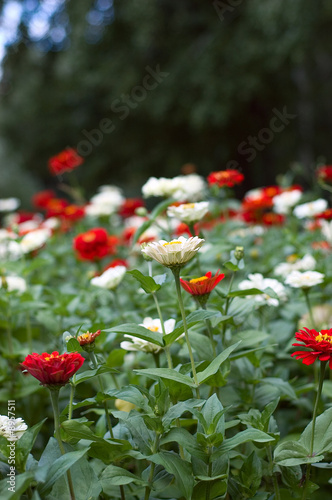 Flowerbed with a colored fl...