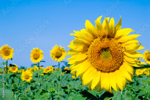 sunflowers