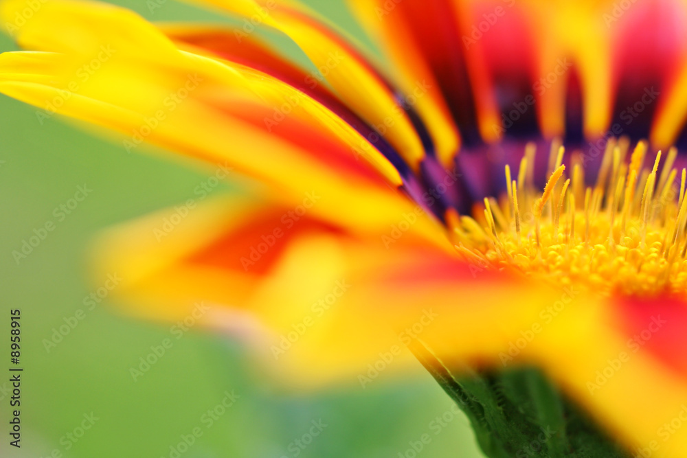 striking beautiful gazania flower with space left for text