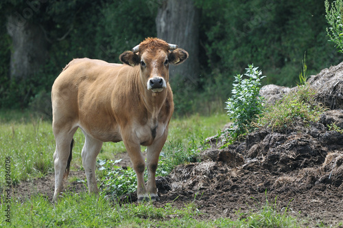 Vache 