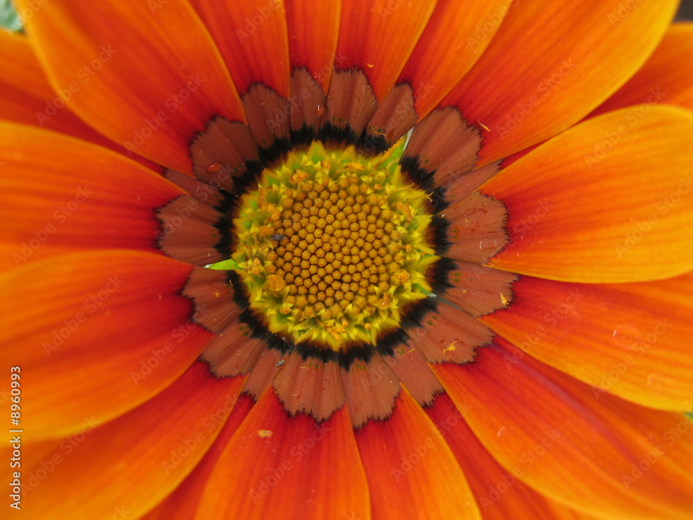 fleur fleur