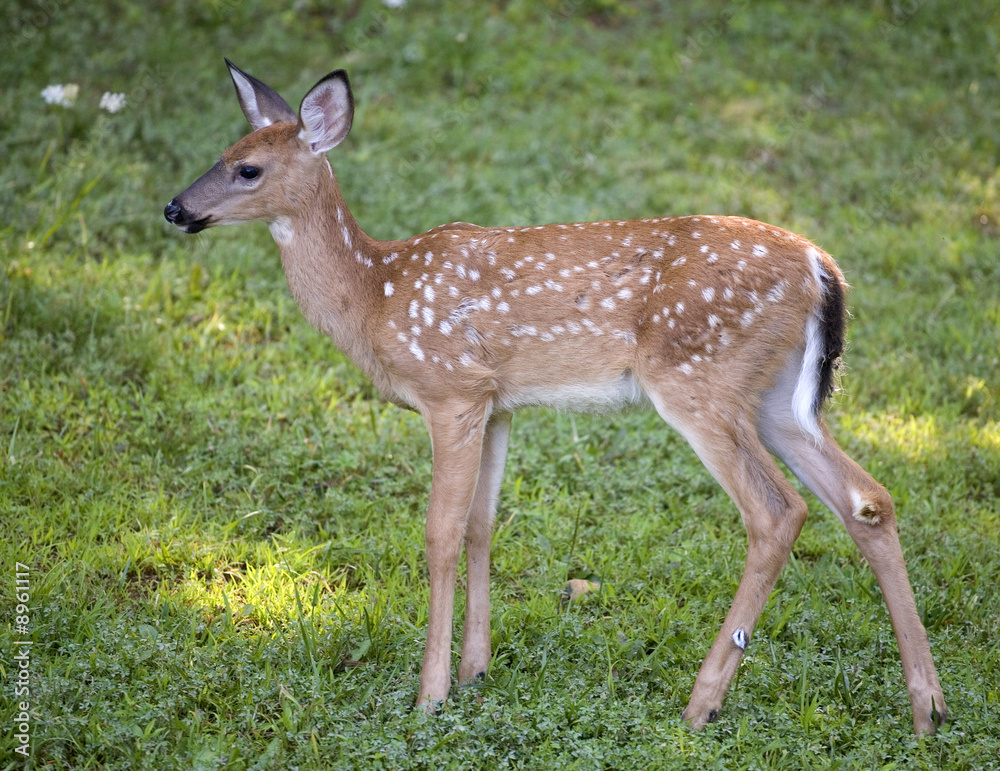 whitetail fawn with spots in the springtime whitetail fawn with spots in the springtime
