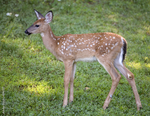 whitetail fawn with spots in the springtime