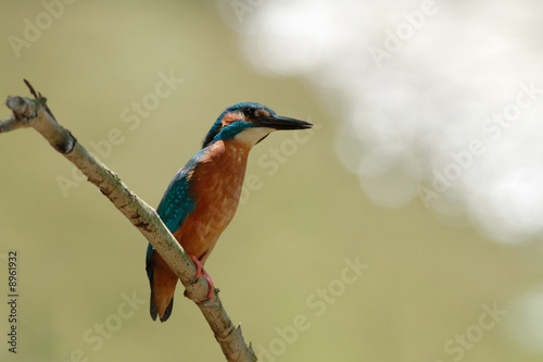 Kingfisher sitting on a branch in back-light