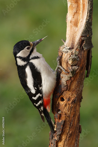 Great spotted woodpecker searching for food on a branch