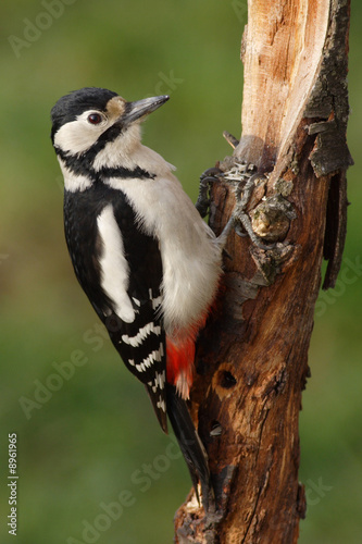 Great spotted woodpecker searching for food on a branch