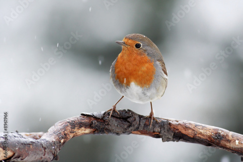 Papier peint The Robbin (Erythacus rubecula) on a branch with falling snow