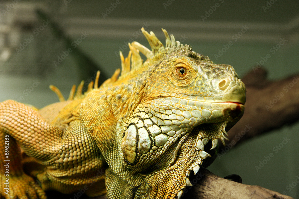 Fototapeta premium large green iguana in zoo