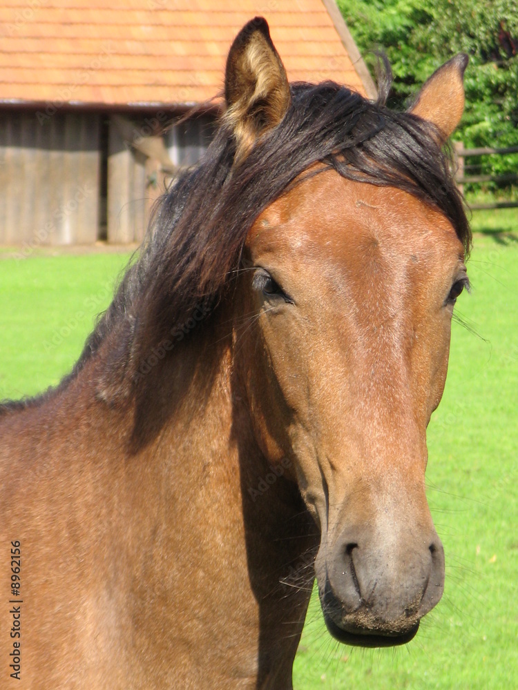 Obraz premium équitation