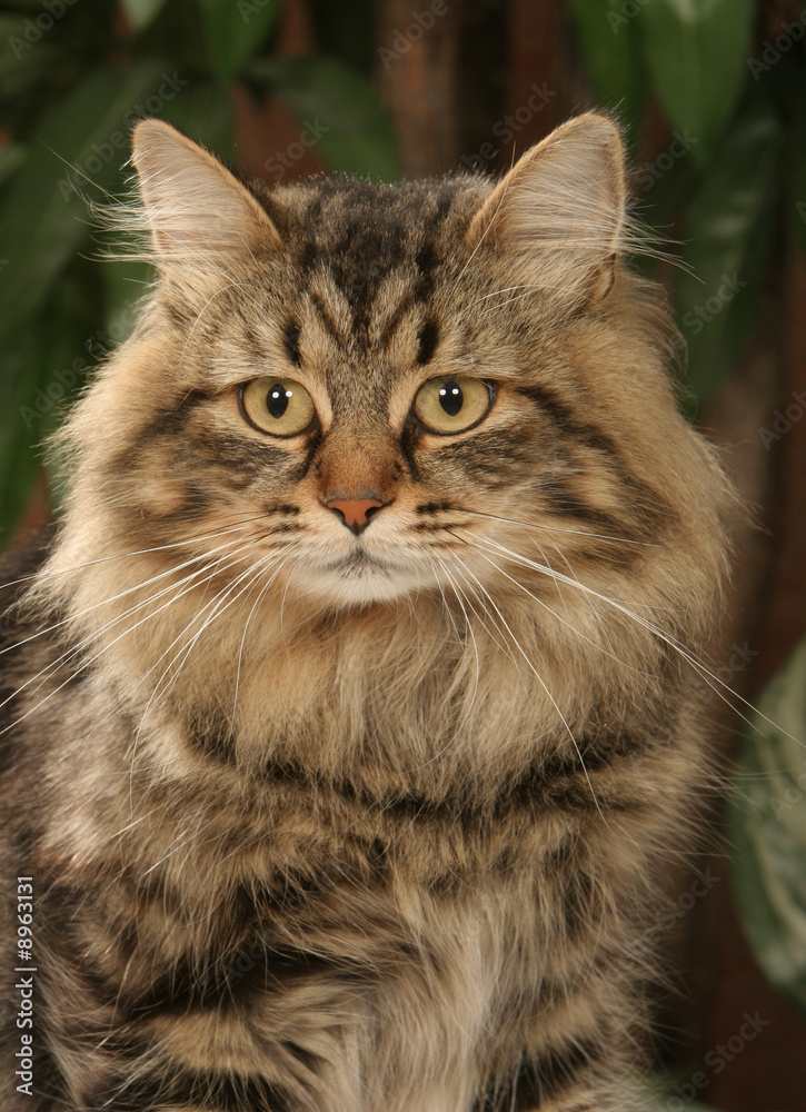 Chat sibérien devant des plantes