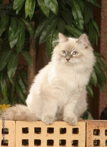 Chat sibérien sur des briques © CALLALLOO CANDCY