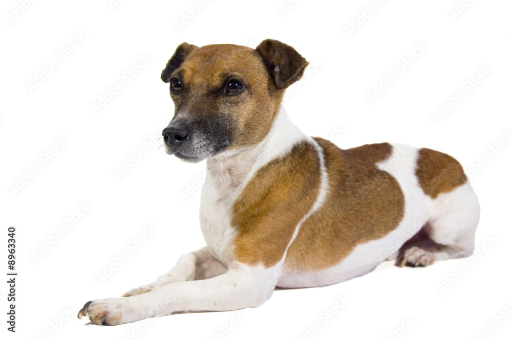 jack russel isolated on a white background