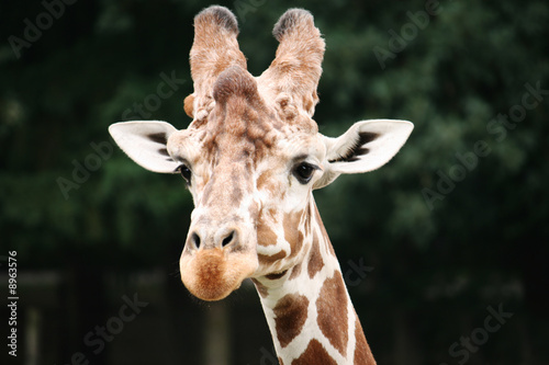 Close-up of a giraffe in the Zoo