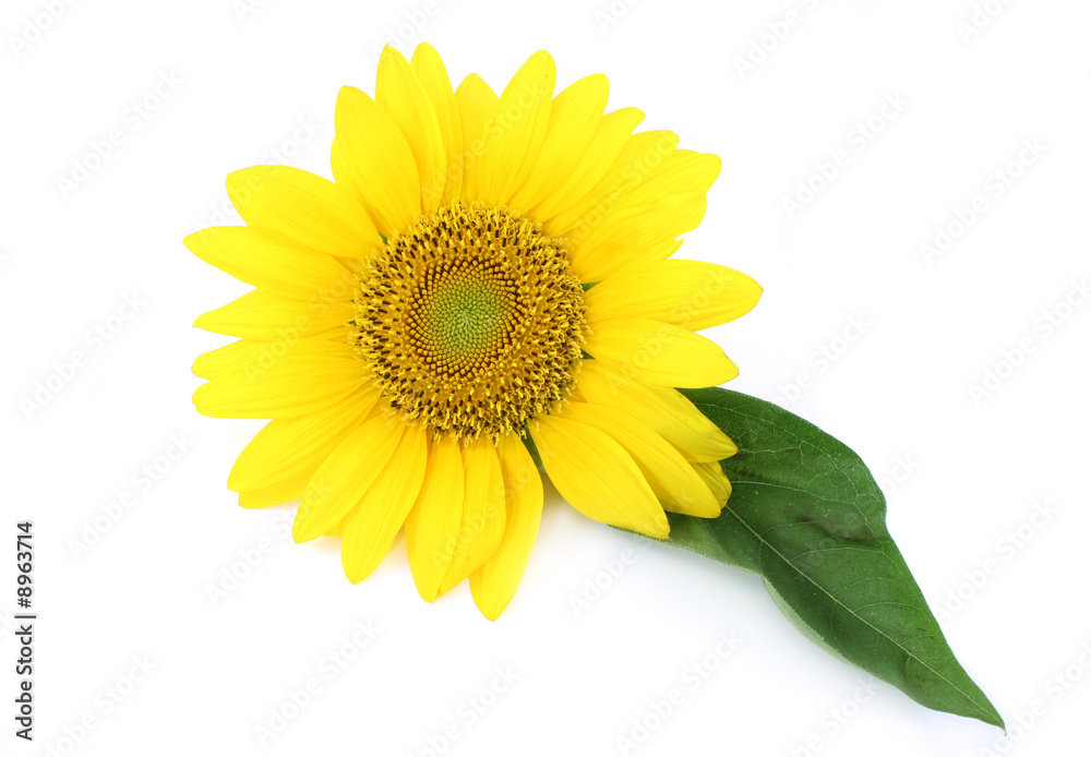 Obraz premium yellow sunflower isolated on white