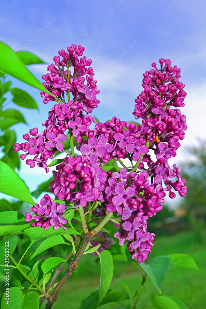 Fototapeta premium spring pink lilac close up organic background