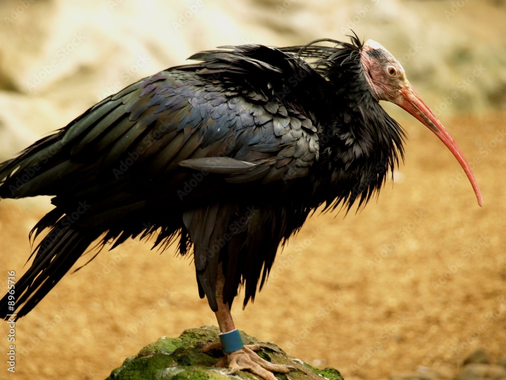 Naklejka premium Ugly Black Scruff Bird