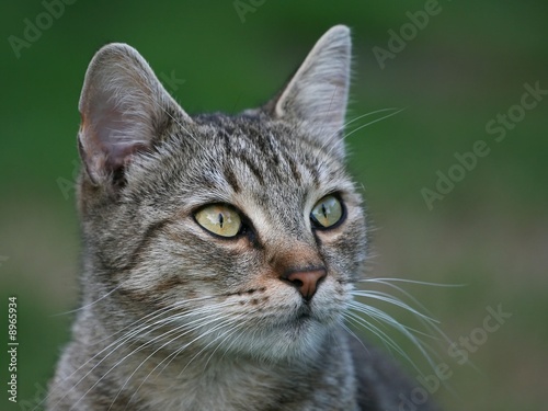 Portrait of tabby cat in the grass
