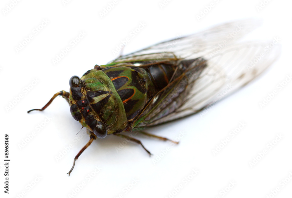 Fototapeta premium Annual Cicada