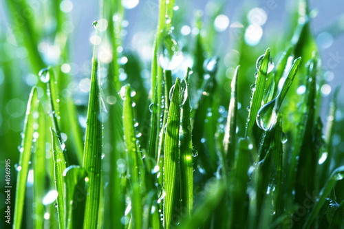 Wet grass