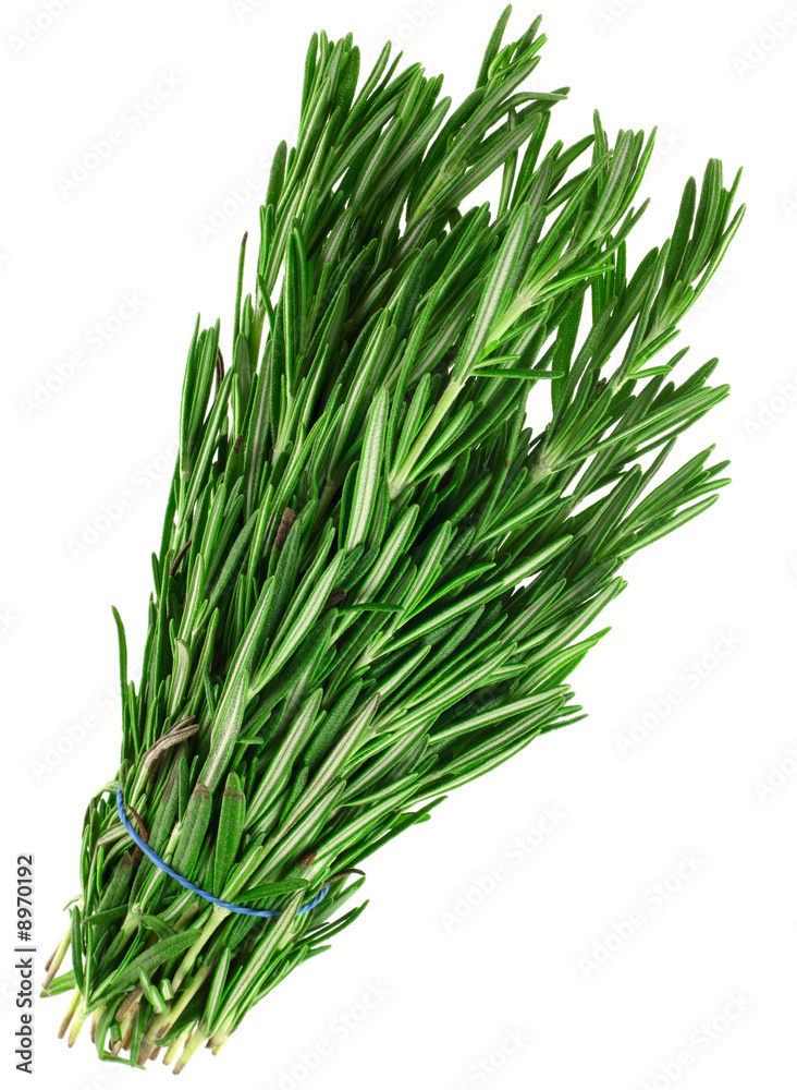 Tarragon fresh green herb isolated on white