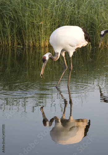 Red-crowned crane in the Aumr River