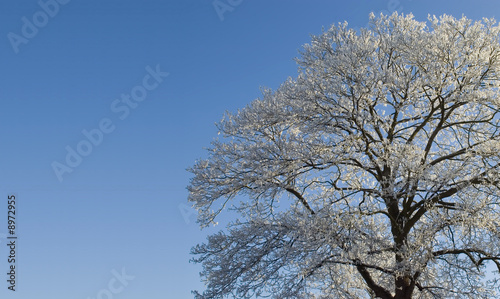 Treecovered with snow and blue sky background photo