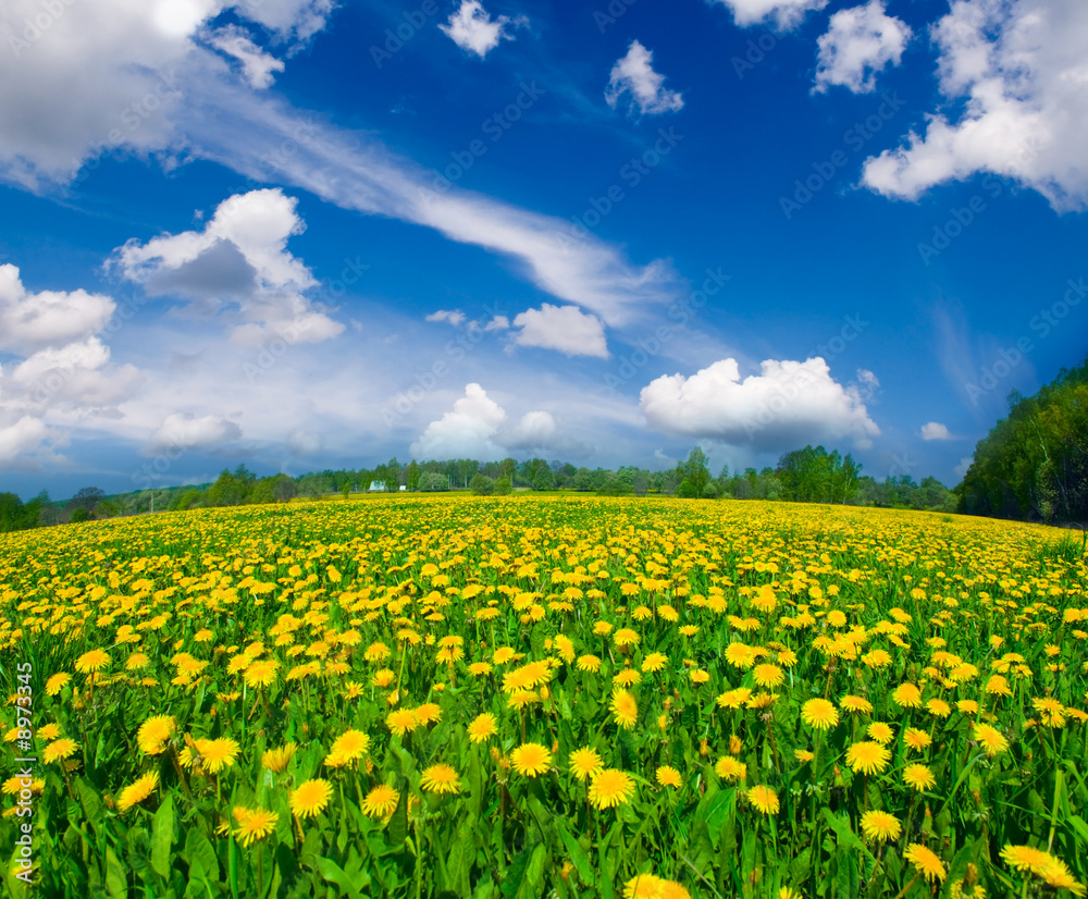 Field of dandelions on background of the sky Field of dandelions on background of the sky