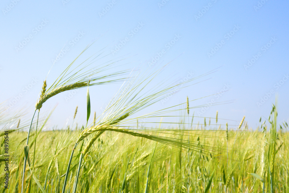Close-up of the field with green oats Close-up of the field with green oats