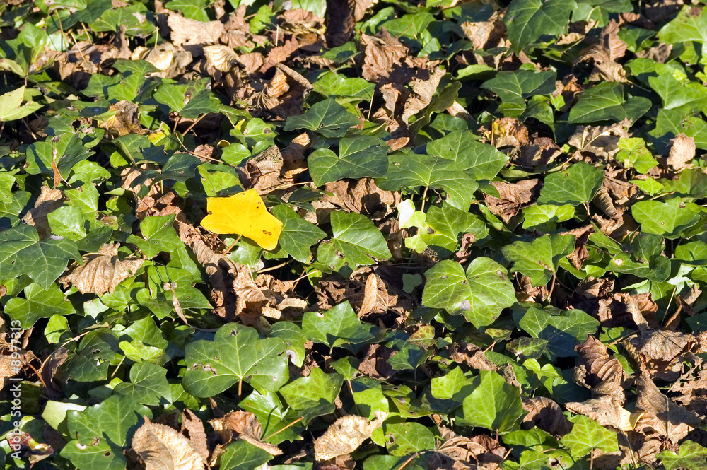 Fototapeta premium Yellow leaf between green leafs