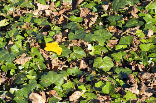 Yellow leaf between green leafs