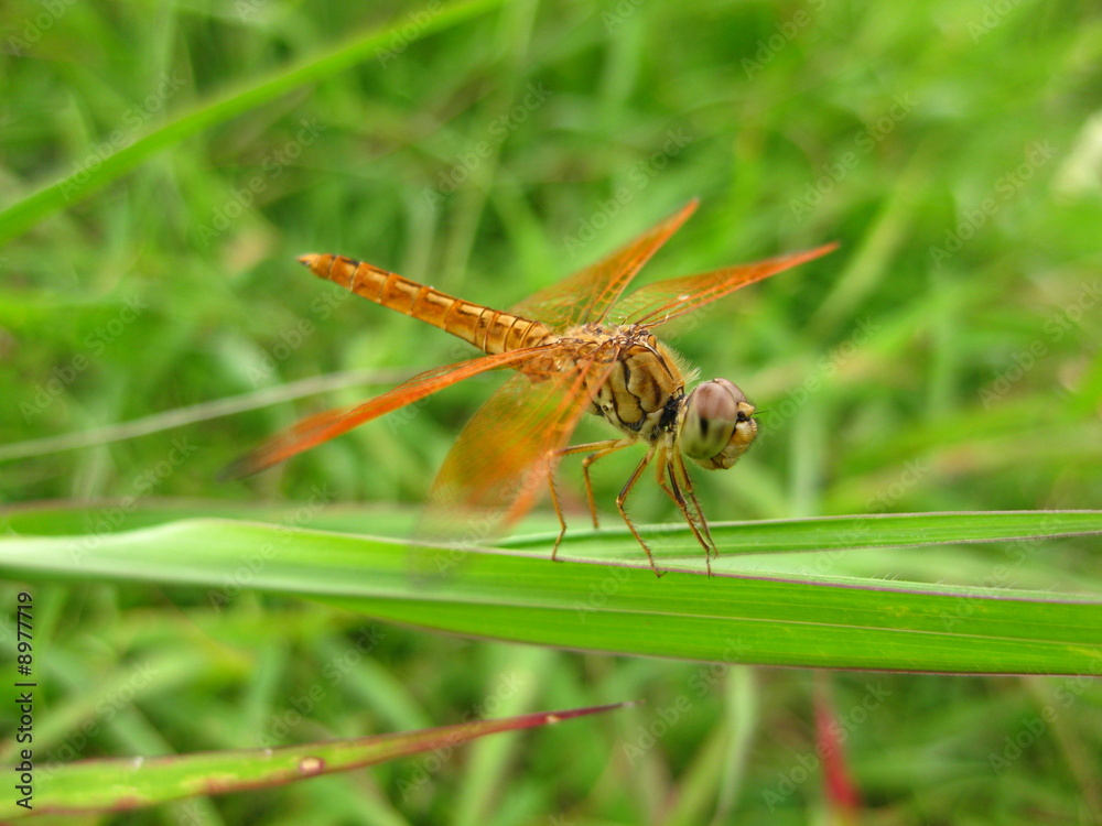 Libelle auf dem Grashalm