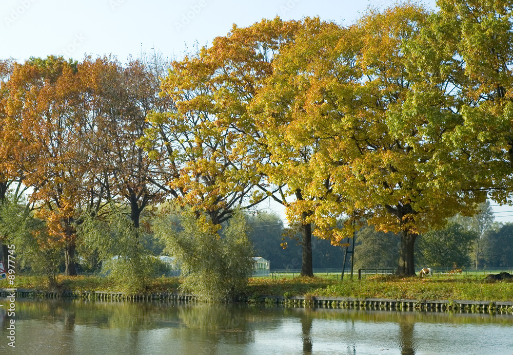Autumn trees near the river