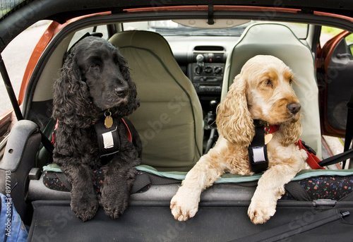 Photography black and golden Cocker Spaniel dogs in back of car
