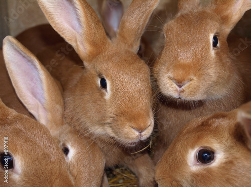 lapins