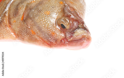 Tablou canvas Closeup of plaice fishes head