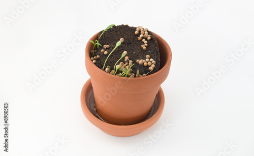 Seedling herbs growing in a very small pot.