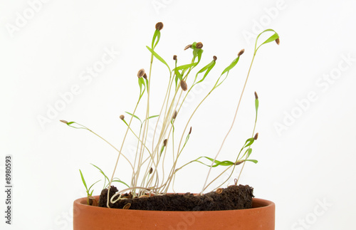 Seedling herbs growing in a very small pot.