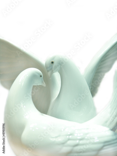 A pair of white pigeon