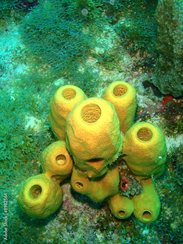 Eponge tubulaire jaune (Aplysina fistularis)