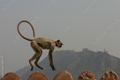 Photography Leaping monkey of Agra
