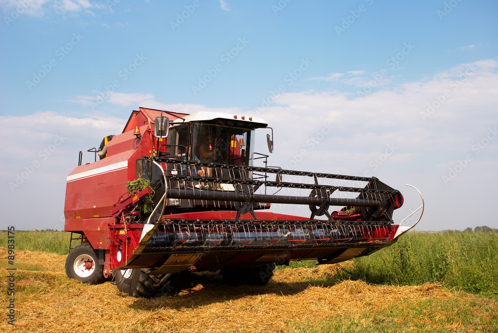 Fototapeta premium Red grain harvester combine in a field