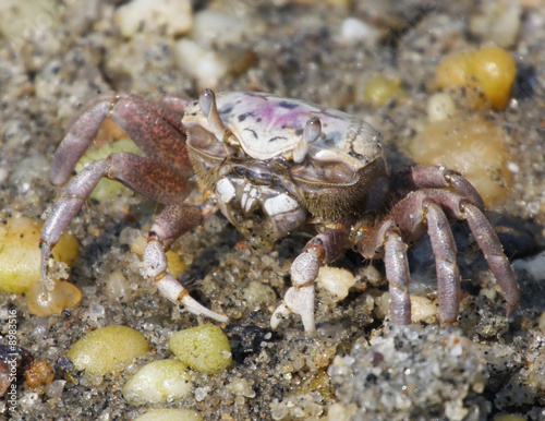 Fiddler Crab © Janice Barchat