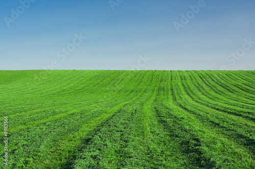 Lucerne field under clear blue sky