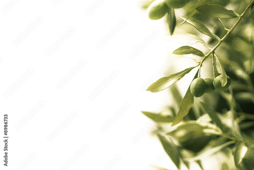 Naklejka premium décoration florale - olivier