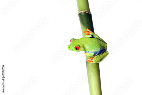 Bright Green Frog