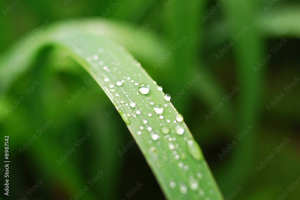 Fresh grass with dew drops Fresh grass with dew drops