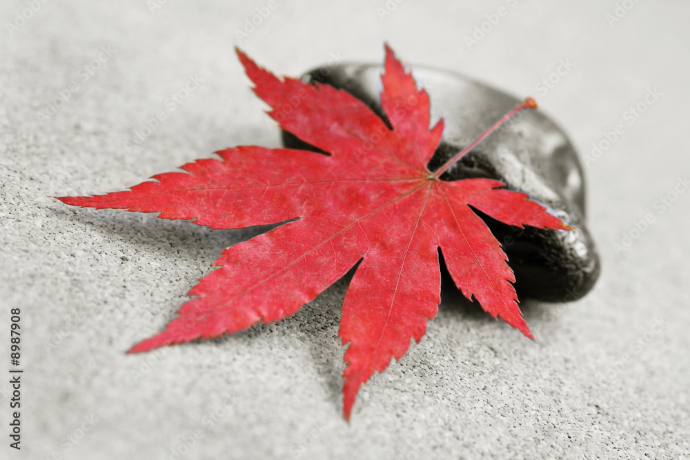 selective colored red maple leaf against black and white pebble selective colored red maple leaf against black and white pebble