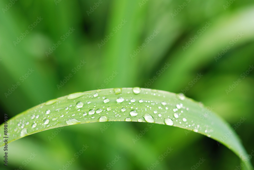Fresh grass with dew drops Fresh grass with dew drops