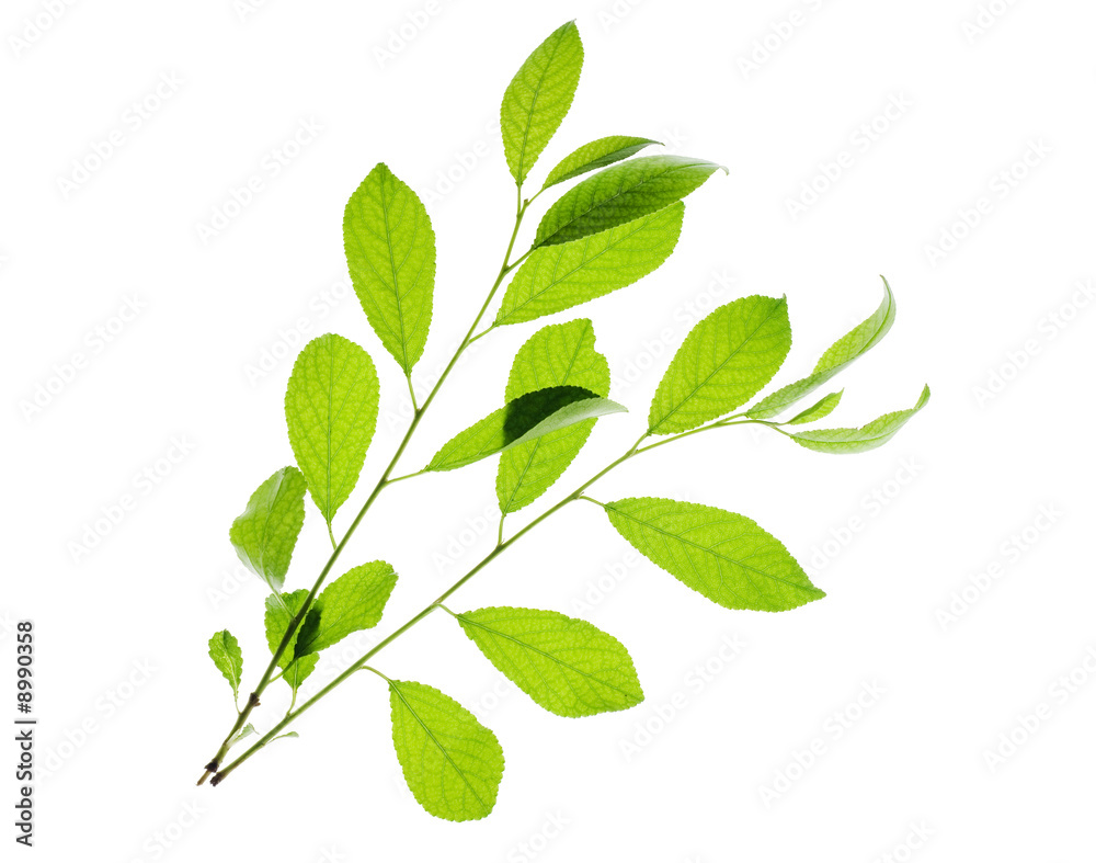 Leaves Leaves